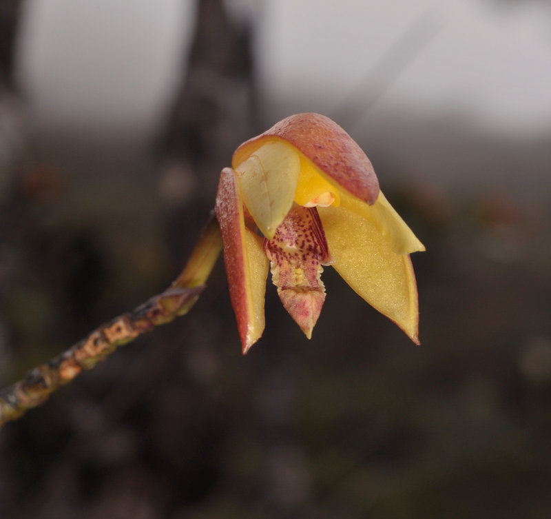 Bromheadia divaricata. Close-up.