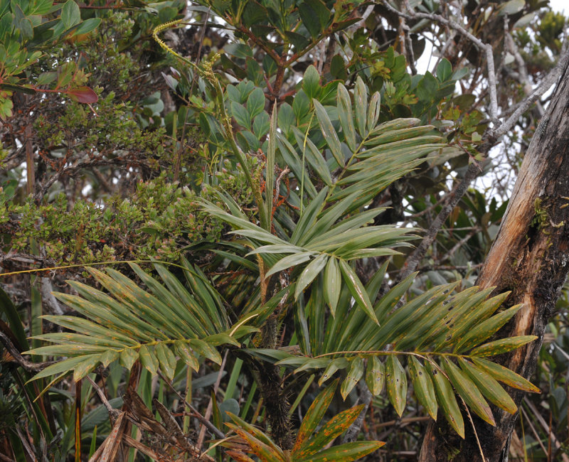 Calamus gibbsianus