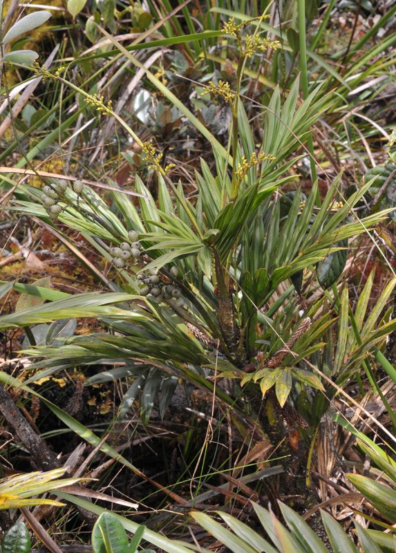 Calamus gibbsianus