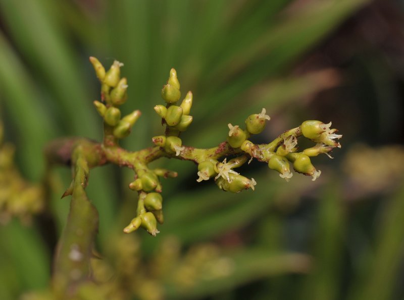 Calamus gibbsianus. Flowers.