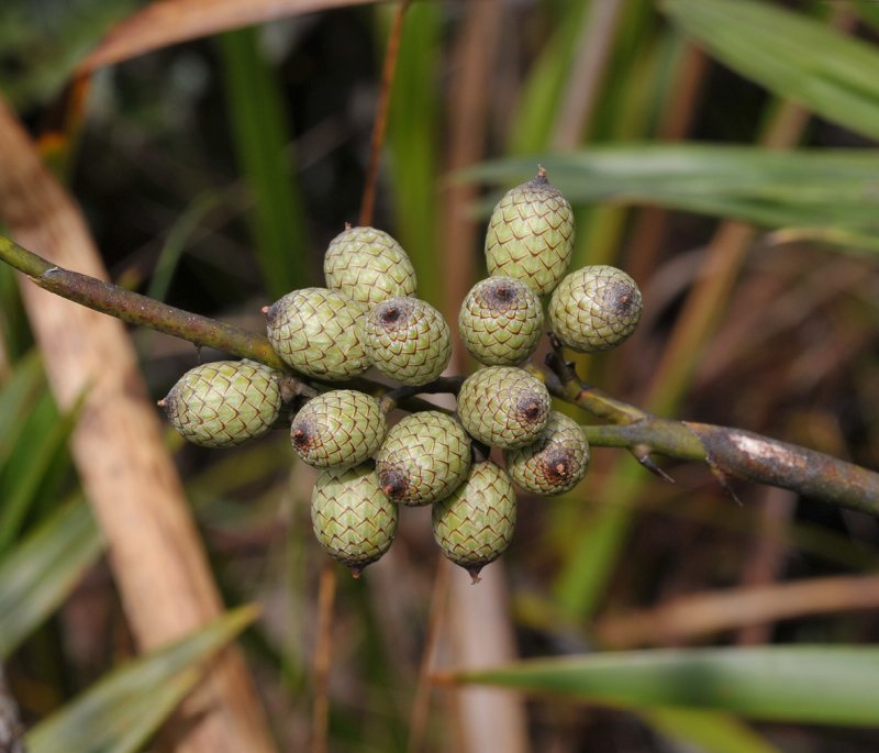 Calamus gibbsianus. Fruits.