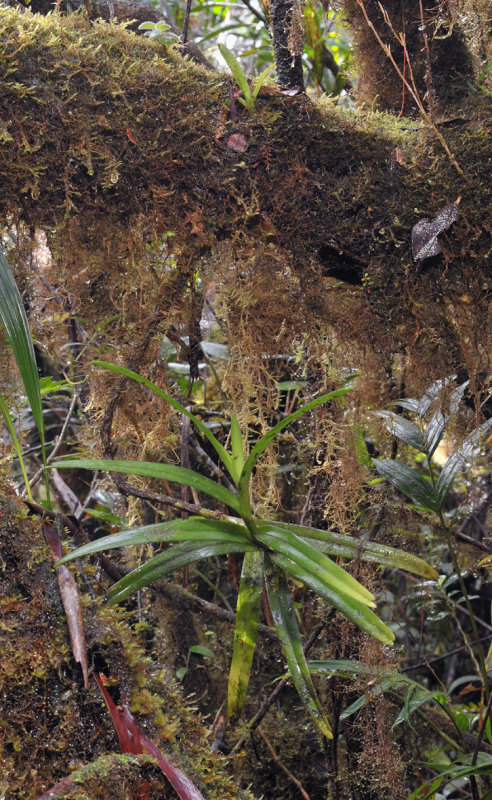 Cleisocentron sp.