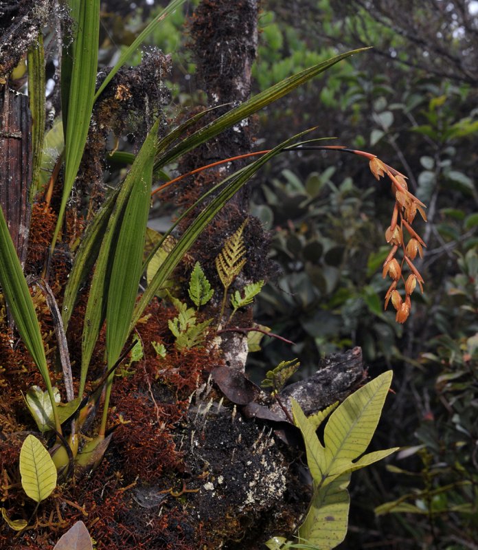 Coelogyne plicatissima