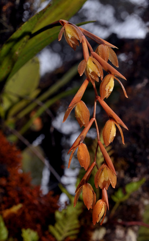 Coelogyne plicatissima. Closer.