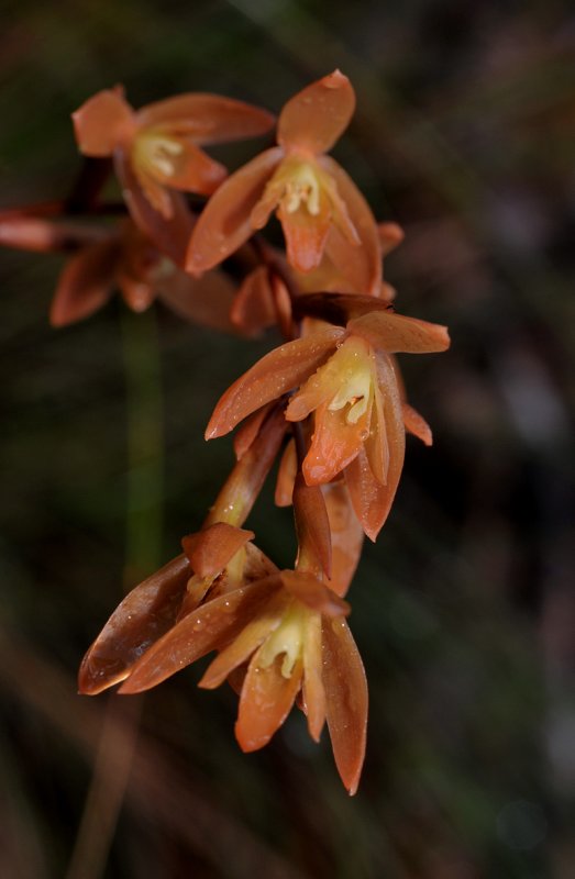 Coelogyne plicatissima. Closer.