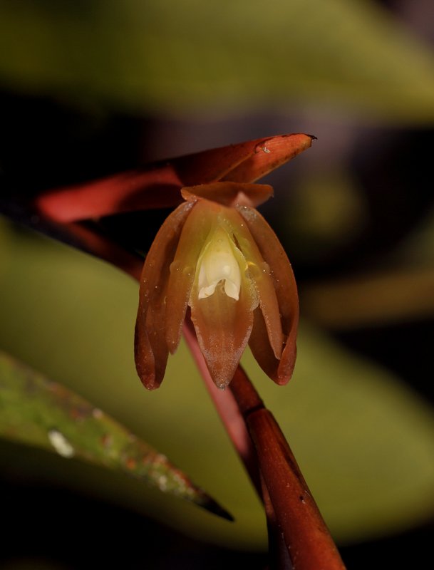 Coelogyne plicatissima. Close-up.