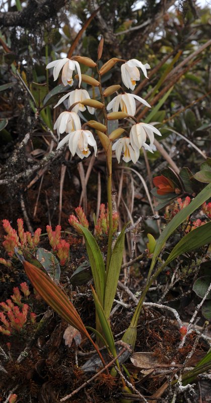 Coelogyne rupicola
