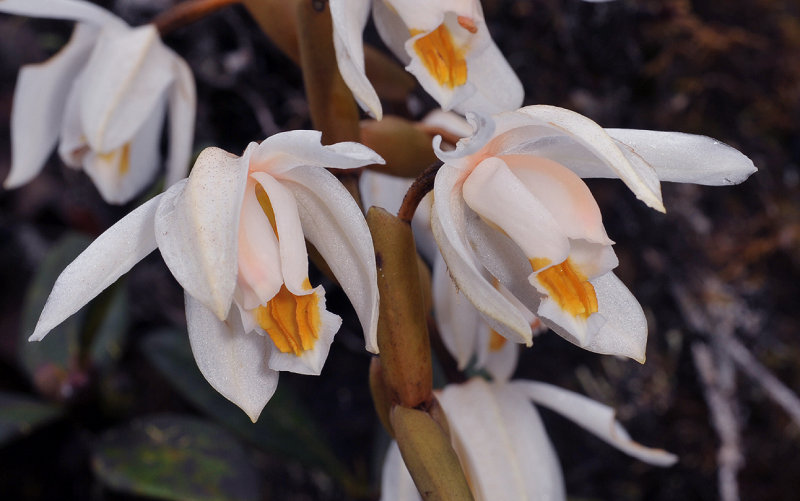 Coelogyne rupicola. Closer.