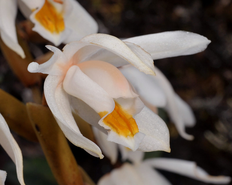 Coelogyne rupicola. Close-up side.