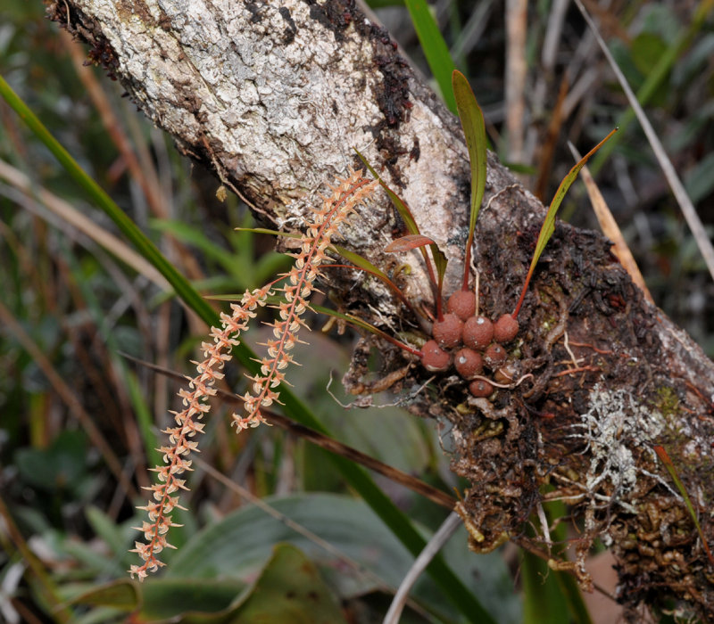 Dendrochilum corrugatum