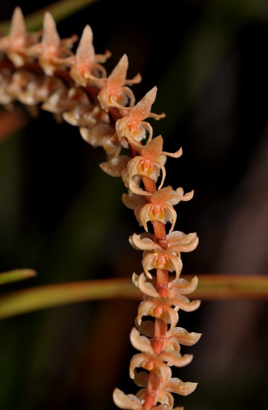 Dendrochilum corrugatum. Closer.