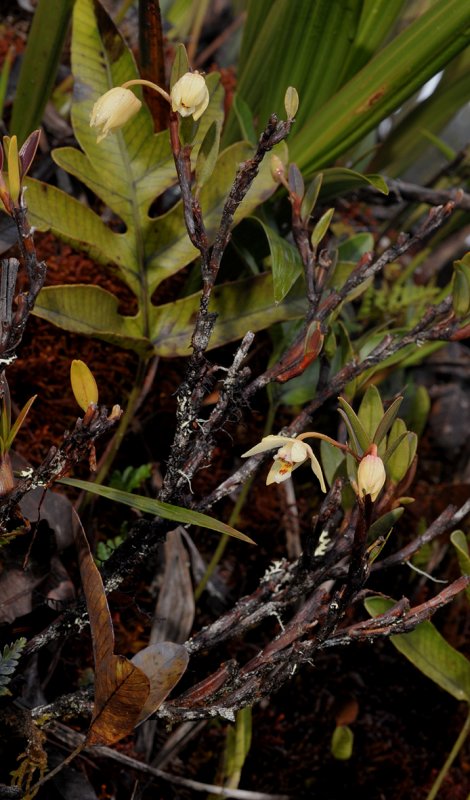 Dendrobium kinabaluense