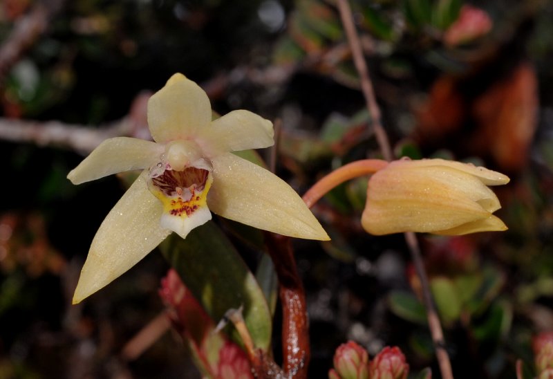 Dendrobium kinabaluense. Close-up.