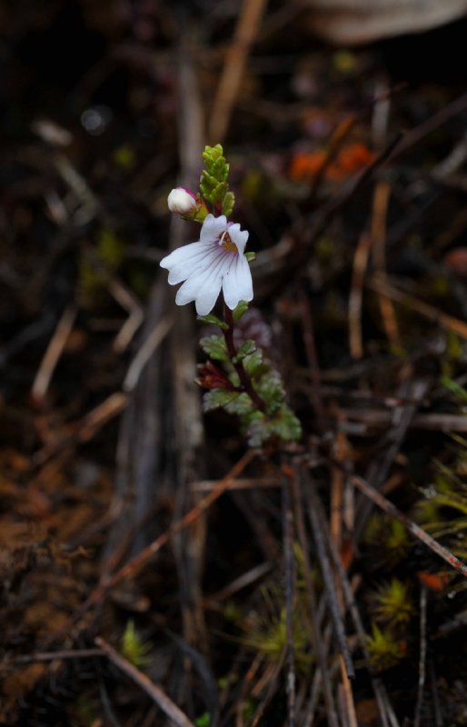 Euphrasia borneensis