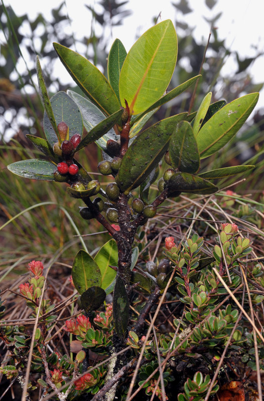 Ficus sp.