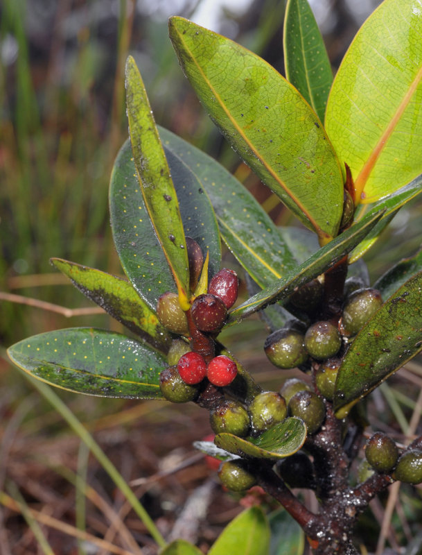 Ficus sp. Closer.