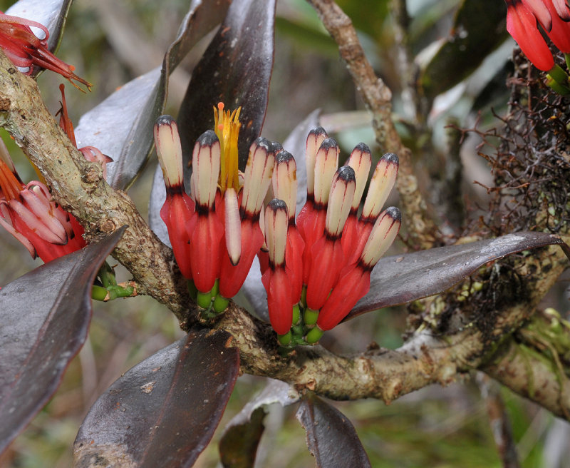 Macrosolen xtubiflorus. Close-up.