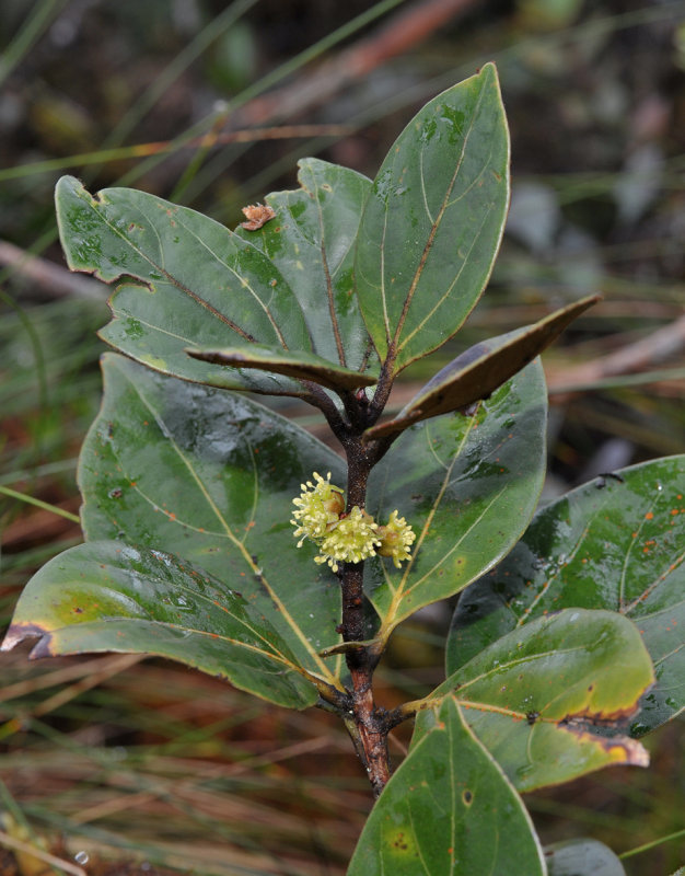 Neolitsea zeylanica