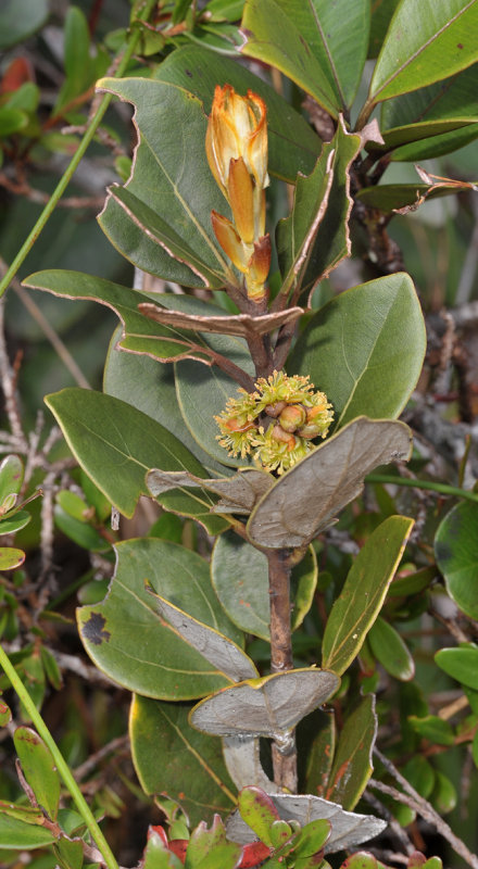Neolitsea zeylanica