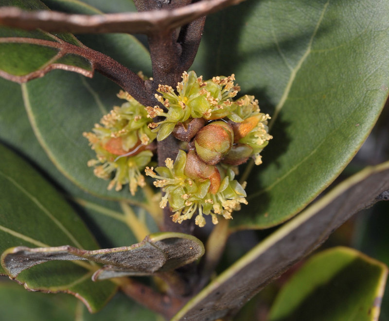 Neolitsea zeylanica. Close-up.