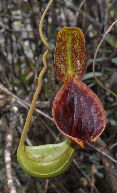 Nepenthes lowii