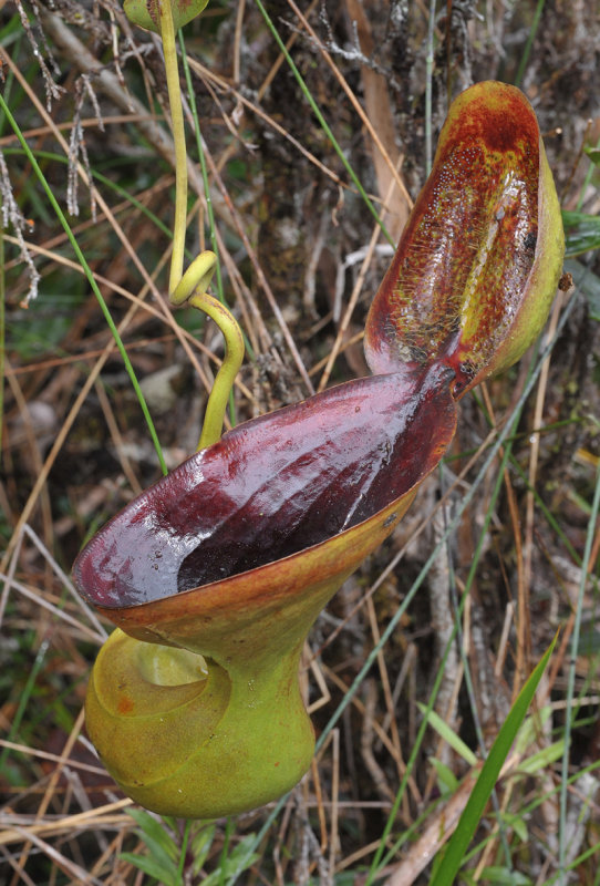 Nepenthes lowii
