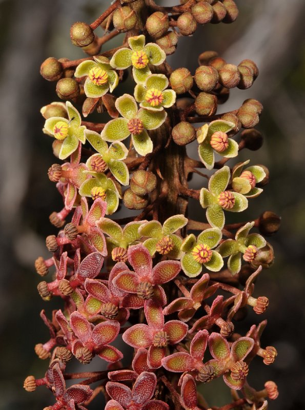 Nepenthes rajah. Male flowers.