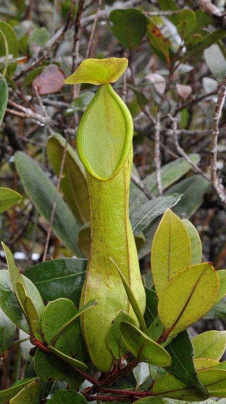 Nepenthes sp.
