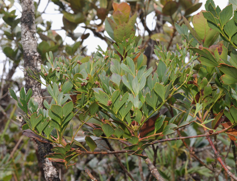 Phylloclades hypophyllus