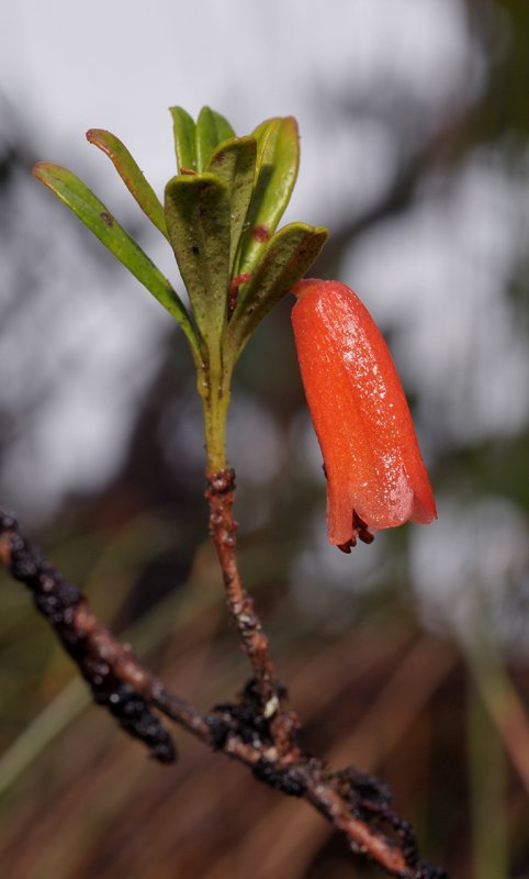Rhododendron cuneifolium. Close-up.