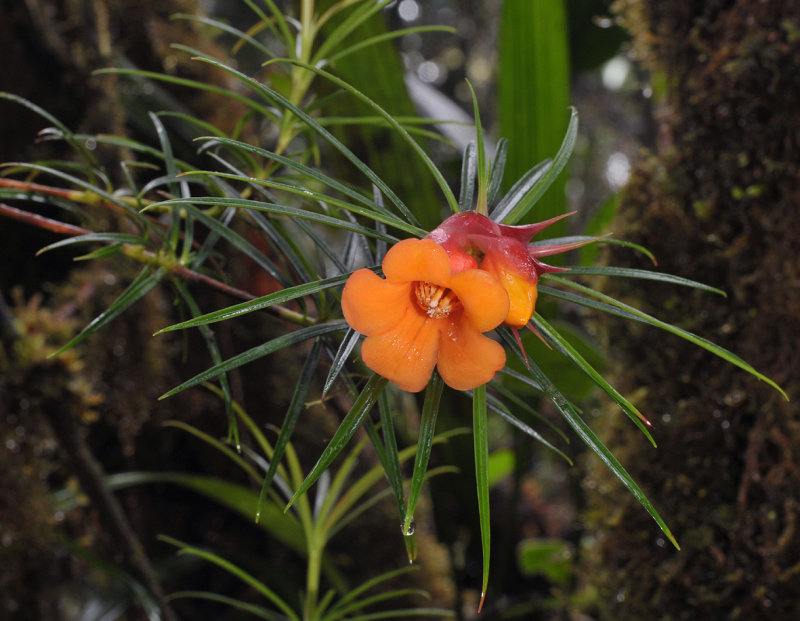 Rhododendron stenophyllum ssp. angustifolium. Closer.