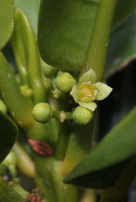 Rutaceae. Close-up.