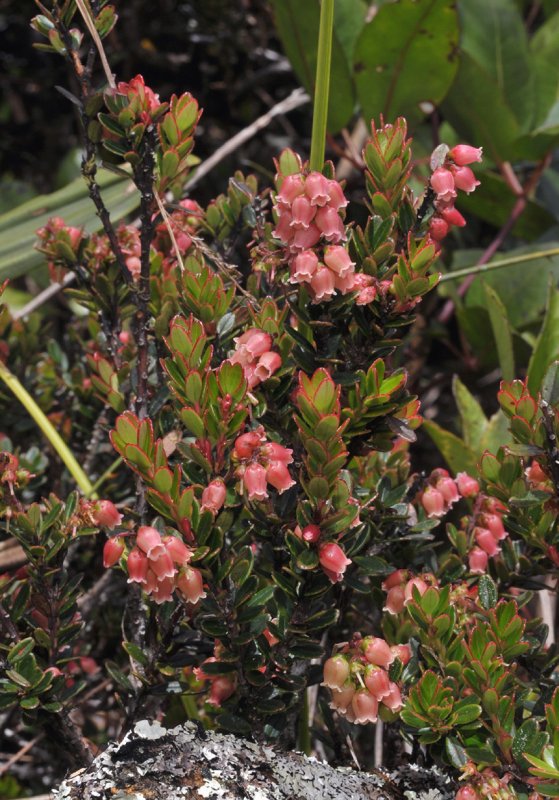 Vaccinium stapfianum