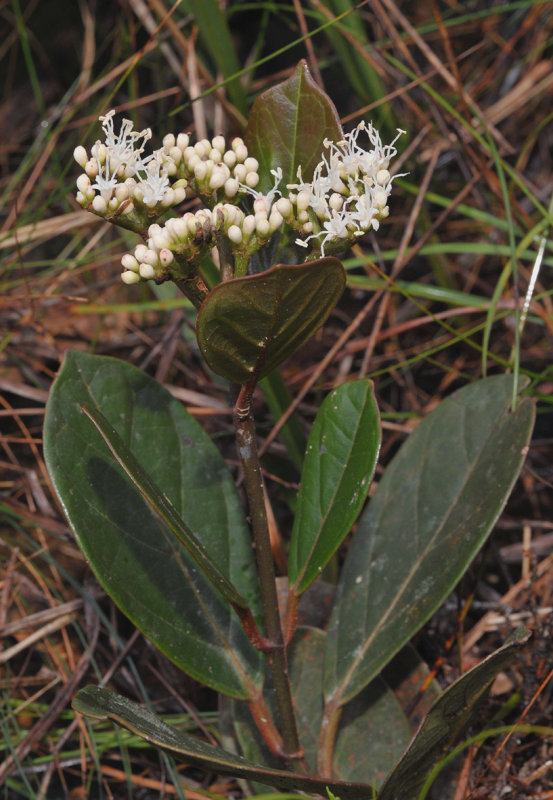 Viburnum sp.