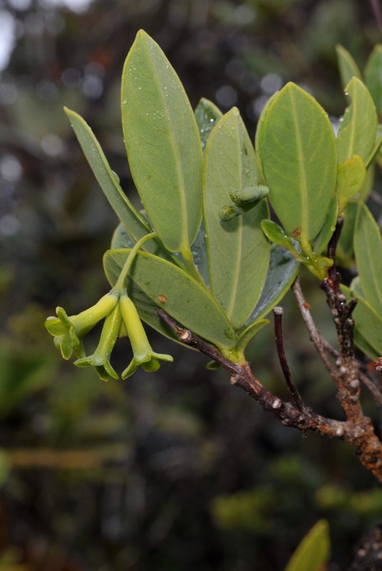 Wikstroemia brachyantha