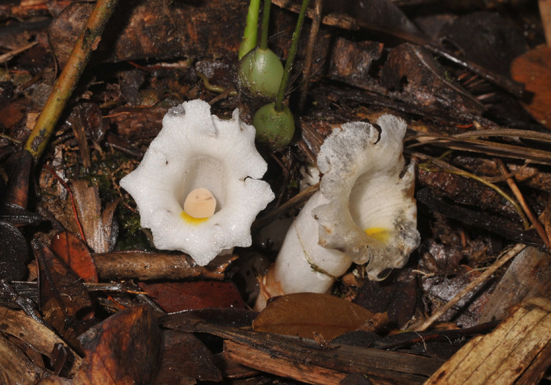 Christisonia scortechinii