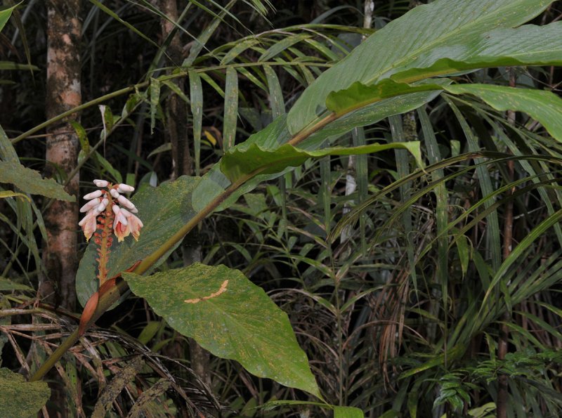 Alpinia havilandii