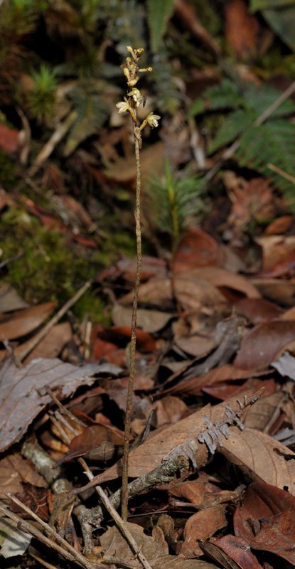 Aphyllorchis pallida