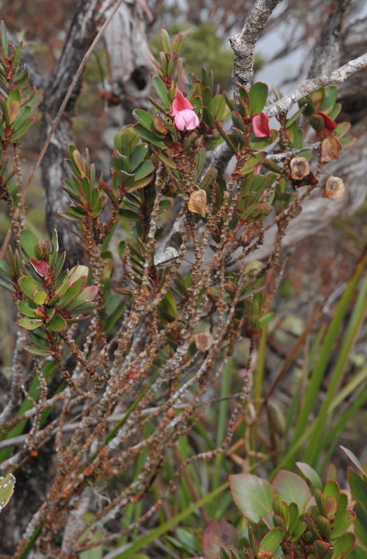 Begonia vaccinioides