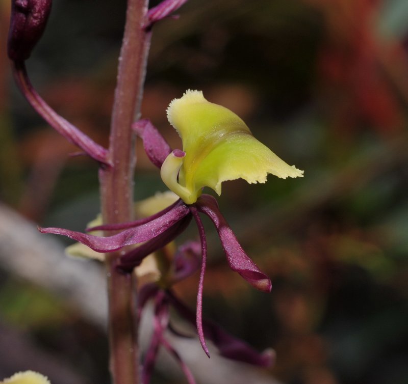 Liparis sp. Close-up.