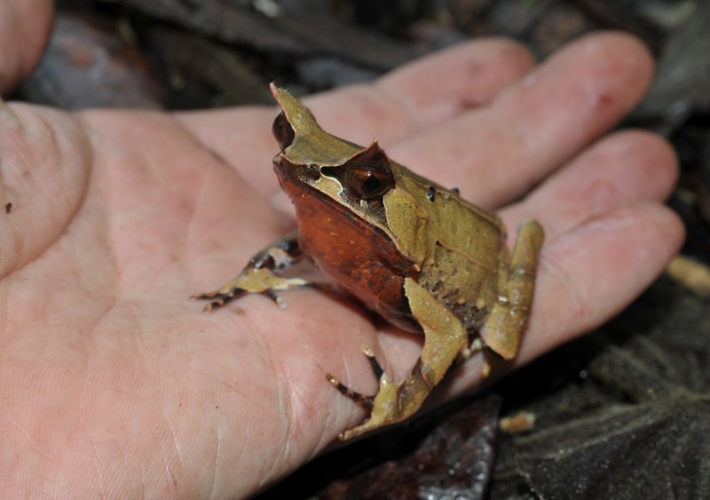 Megophrys nasuta. On hand.