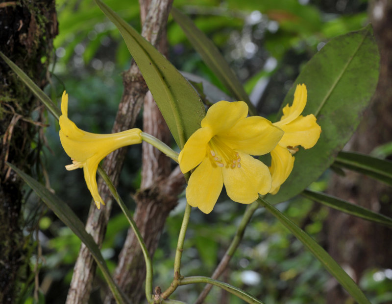 Rhododendron javanicum ssp. gracile