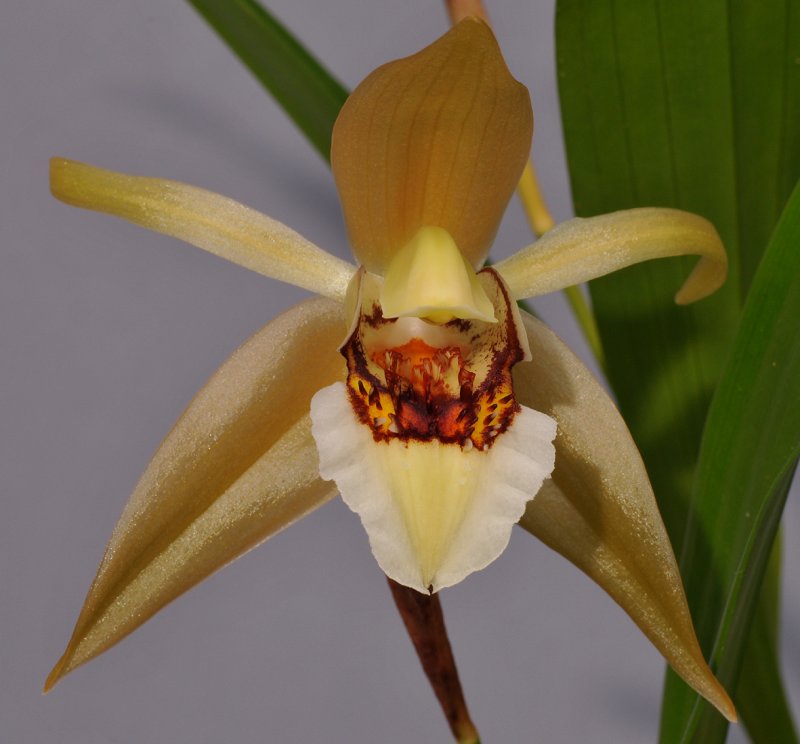 Coelogyne lawrenceana. Close-up.