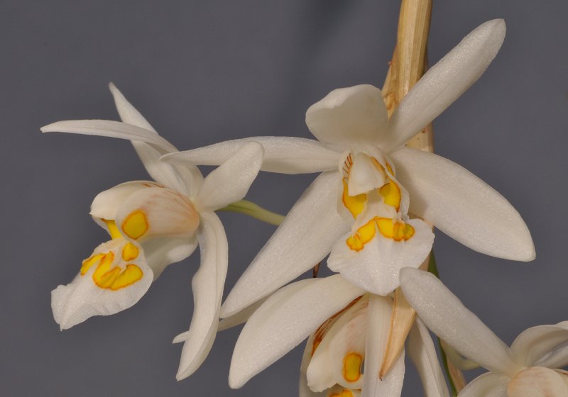 Coelogyne punctulata. Closer.