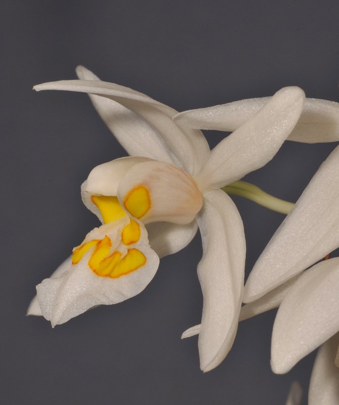 Coelogyne punctulata. Close-up side.