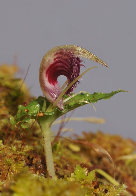 Corybas betsyae. Close-up side.
