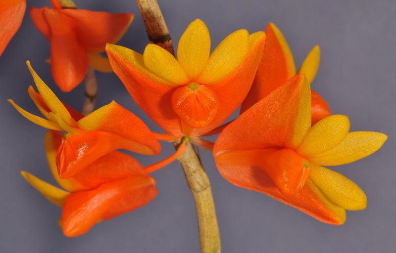 Dendrobium chrysopterum. Close-up.