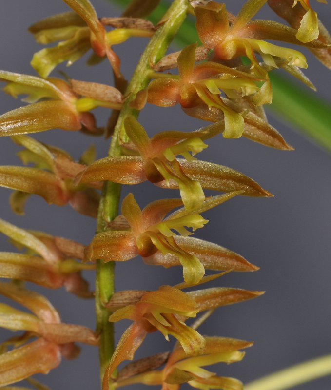 Dendrochilum sp. Close-up.