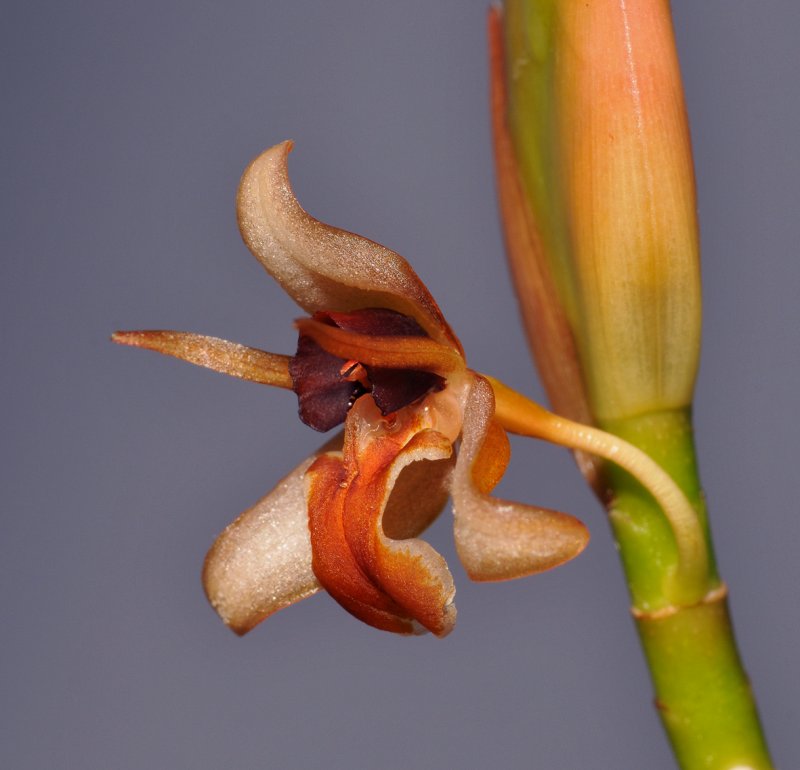 Geesinkorchis alaticallosa. Close-up side.