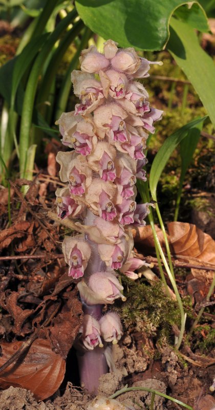 Lathraea squamaria